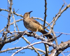 Toxostoma curvirostre