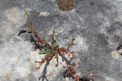 Euphorbia arguta