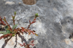 Euphorbia arguta