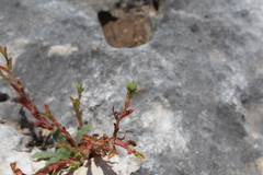 Euphorbia arguta