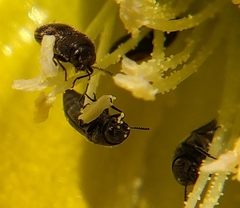 Acmaeodera neglecta neoneglecta
