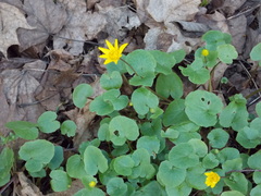 Ficaria verna