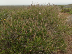 Salvia brandegeei