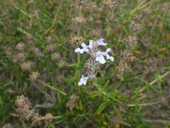 Salvia brandegeei