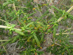 Salvia brandegeei