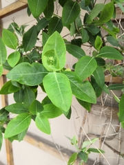 Lonicera caprifolium