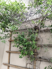 Lonicera caprifolium