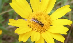 Sphaerophoria rueppellii