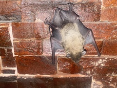 Scotophilus kuhlii