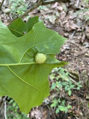 Amphibolips quercusinanis