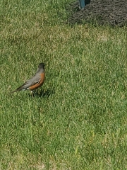 Turdus migratorius