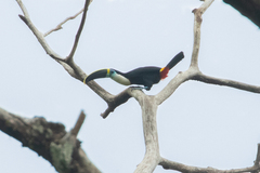 Ramphastos tucanus cuvieri