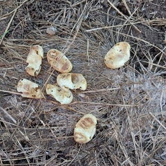 Coluber constrictor flaviventris