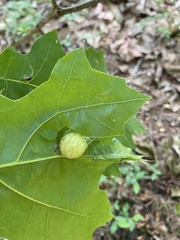 Amphibolips quercusinanis