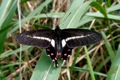 Parides proneus