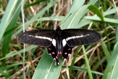 Parides proneus