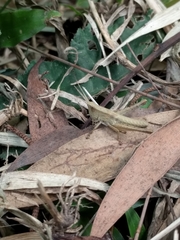 Acrididae