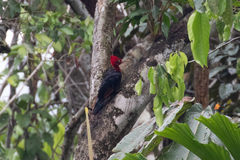 Campephilus rubricollis