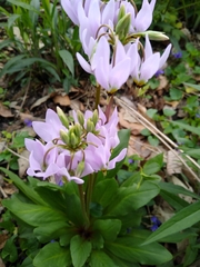 Primula meadia