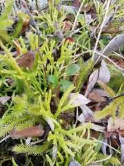 Diphasiastrum complanatum