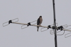 Accipiter nisus