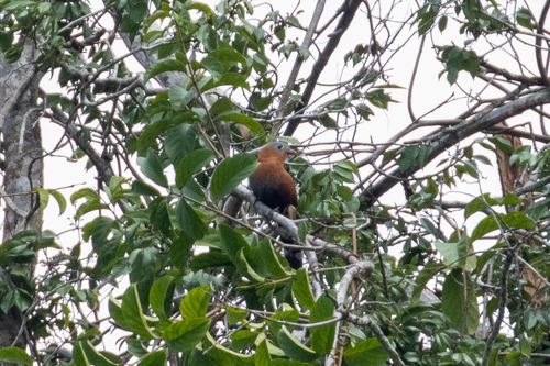 Black-bellied Cuckoo