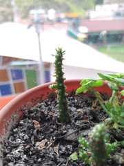 Austrocylindropuntia subulata