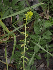 Uromyces pisi-sativi