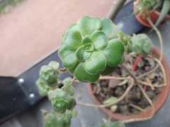 Aeonium