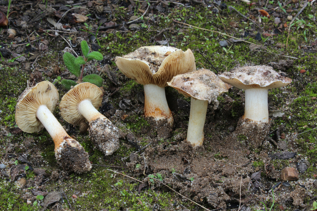 Cortinarius coeruleopallescens