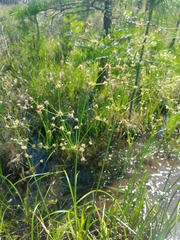 Juncus polycephalus