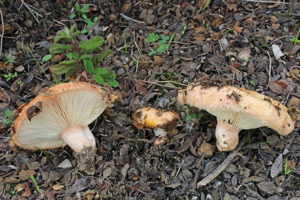 Lactarius tesquorum