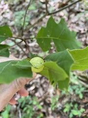Amphibolips quercusinanis