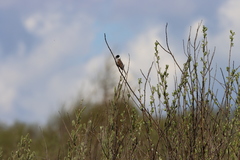 Emberiza schoeniclus