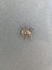 Dermacentor reticulatus