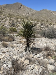 Yucca faxoniana