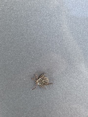 Dermacentor reticulatus