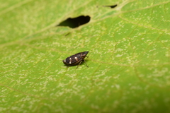 Planaphrodes