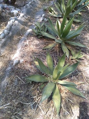 Agave obscura