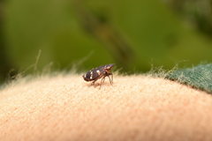 Planaphrodes