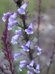 Anarrhinum longipedicellatum