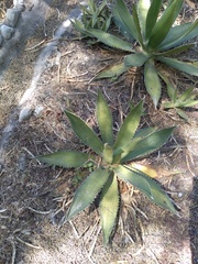 Agave obscura