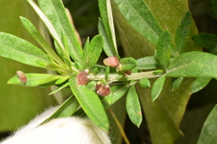 Rhopalomyia yomogicola