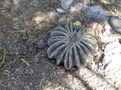 Cacteae