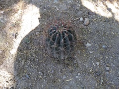 Hamatocactus hamatacanthus hamatacanthus
