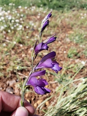 Gladiolus atroviolaceus