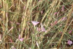 Convolvulus dorycnium