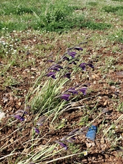 Gladiolus atroviolaceus