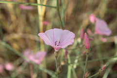 Convolvulus dorycnium