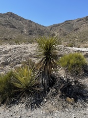 Yucca faxoniana